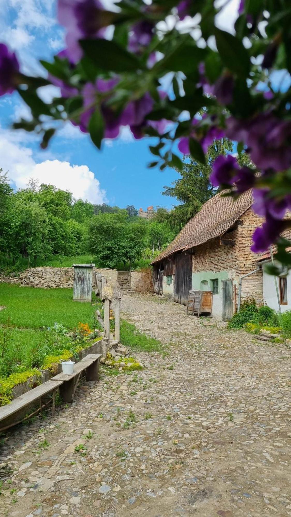 Saschiz 175 Guesthouse Kültér fotó